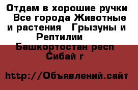 Отдам в хорошие ручки - Все города Животные и растения » Грызуны и Рептилии   . Башкортостан респ.,Сибай г.